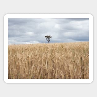 Lone Tree Amongst the Wheat Sticker